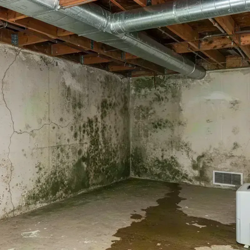 Professional Mold Removal in Oatfield, OR